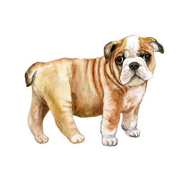 Watercolor English bulldog puppy isolated on whit background. Close up portrait of British bulldog breed dog with wrinkled skin. Cute little puppy. Hand drawn sweet home pet. Greeting card design