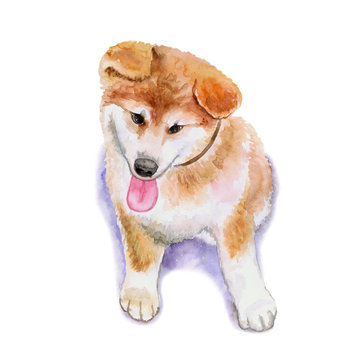 Watercolor closeup portrait of red Japanese Shiba Inu puppy isolated on white background. funny dog showing tongue. Hand drawn sweet home pet. Popular small breed dog. Greeting card design. Clip art