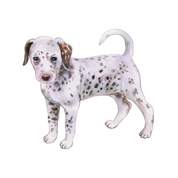 Watercolor closeup portrait of cute Dalmatian puppy breed dog isolated on white background. Large shorthair carriage spotted dog from Croatia. Hand drawn sweet home pet. Greeting card design. Clip art