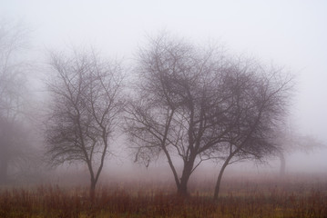 sad w gęstej mgle