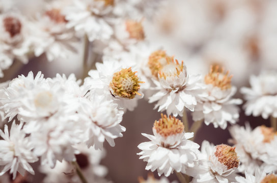 Pearly Everlasting White Flowers