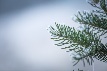 Spruce tree branch with rime