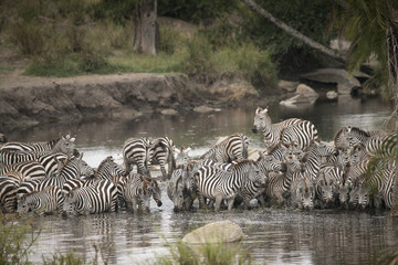 Fototapeta na wymiar Herd of Zebras at Watering Hole, Serengeti