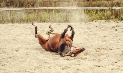 Bay horse lying in the sand and dust