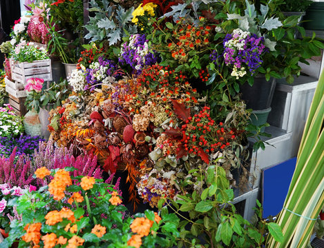 Fresh flowers at floral shop, closeup