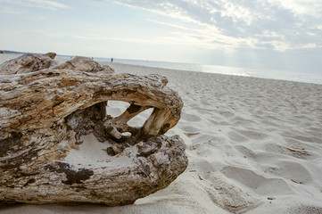 A piece of dry wood lying on the pebbles on the beach
