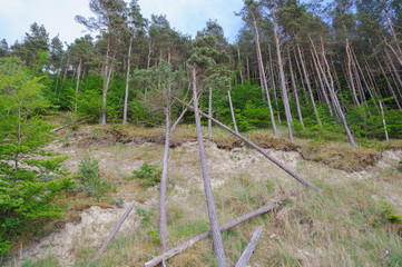 Beach slope with endless fir forests