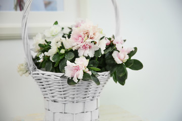 Wicker basket with beautiful azalea flowers on light background, close up