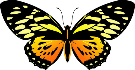 vector Balck and orange butterfly Papilio zagreus