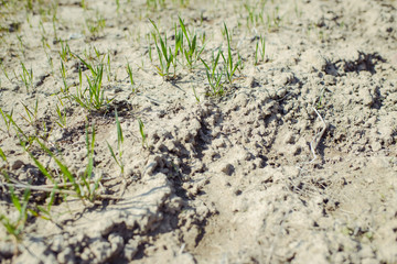 close-up of young sprouts of wheat in a field