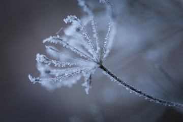 Macro of plant with rime.