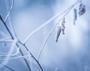 Beautiful frozen tree branch with  dead leaves