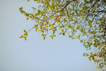 green leaves on the branch