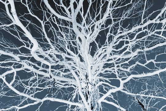 tree siluetas
