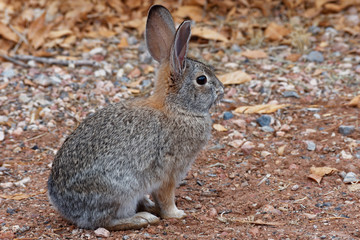 Desert Cottontail Rabbit on Red Dirt