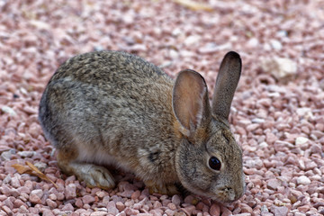 Desert Cottontail Rabbit on White Rocks