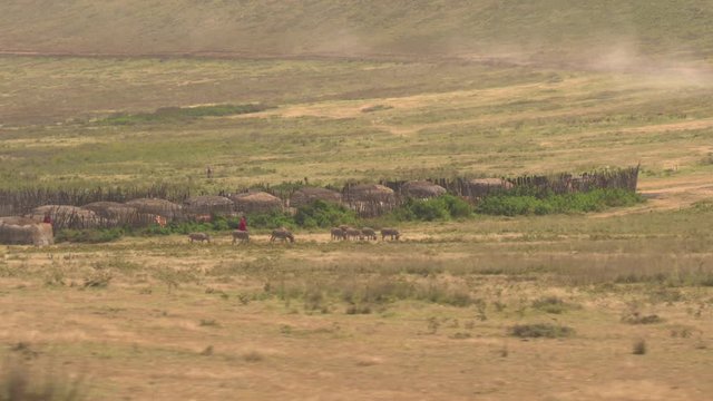 AERIAL: Beautiful maasai village and tribe herding animals on pasture in Africa