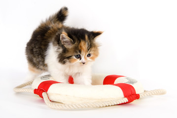 Tricolor kitten playing with a red and white buoy