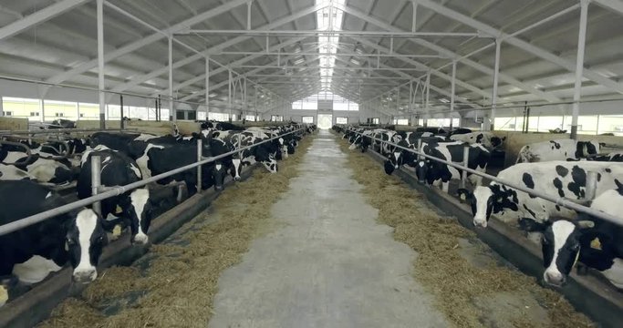 Cows in the barn on a farm