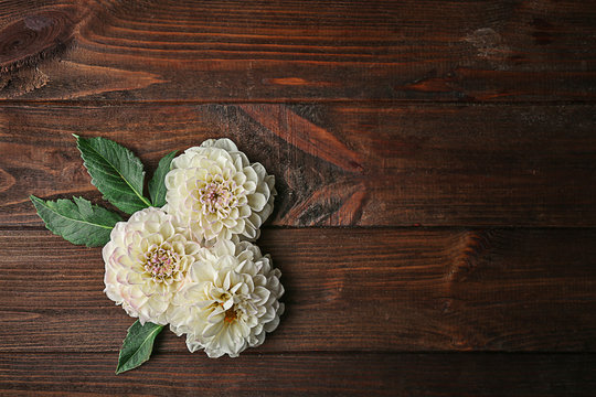 Beautiful dahlia flowers on wooden background