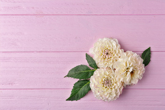 Beautiful dahlia flowers on pink wooden background