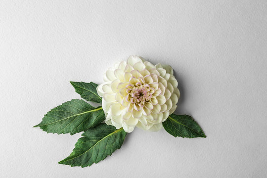 Beautiful dahlia flower on white textured background