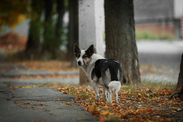 Naklejka na ściany i meble Stray dog walking outdoors