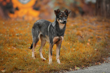 Stray dog walking outdoors