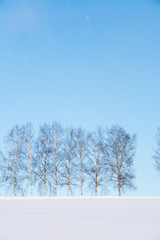 青空と冬のシラカバ並木