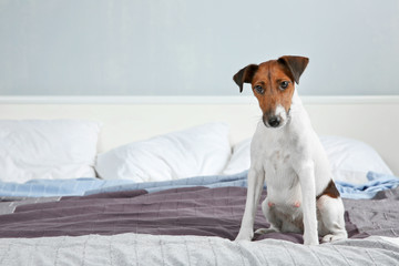 Cute funny dog sitting on bed at home