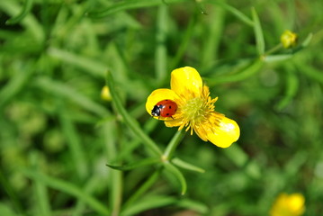 Biedronka na jakrach © bnorbert3