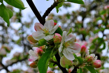 Kwitnąca jabłoń - obrazy, fototapety, plakaty