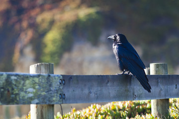 Large black crow sitting on a fence post