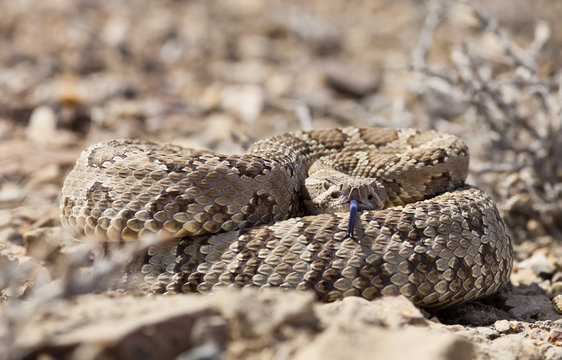Coiled rattle snake with shallow depth of field. Focus is on the snakes eyes.