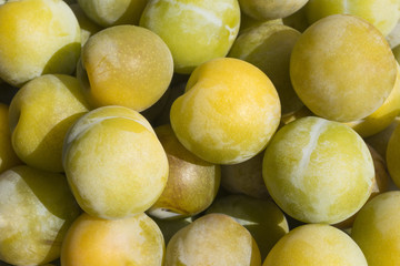 Lots of yellow plums
