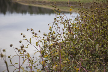 Obraz na płótnie Canvas Flowers By Lake