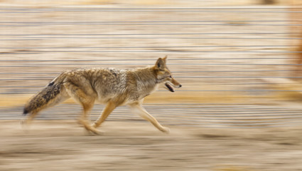 Running coyote with motion blur from panning the camera. Focus is on the eye. - obrazy, fototapety, plakaty