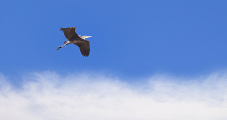 Great blue heron in flight over blue sky and clouds.