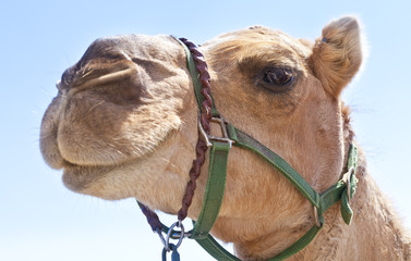 Close up shot of a camel. Shallow depth of field with focus on the camels eye.