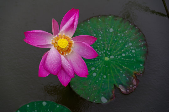 lutus on the pond