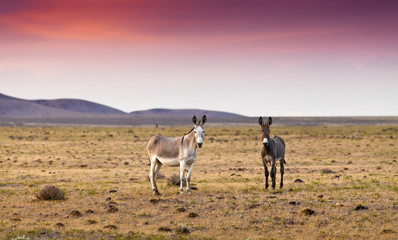 Naklejka premium Donkey in the Nevada desert at sunset