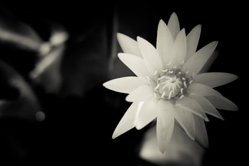 White lotus, White flower. Lotus flower of Buddha.