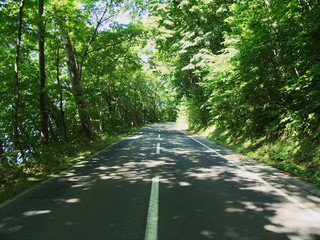 北海道洞爺湖　木漏れ日の道