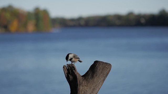 Black-capped chickadee (Poecile atricapillus) lands on lakeside perch in summer to eat nuts