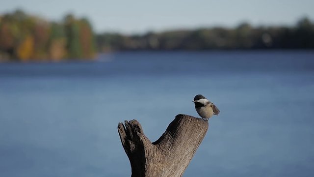 Black-capped chickadee (Poecile atricapillus) lands on lakeside perch in summer to eat nuts