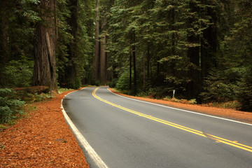 Naklejka premium Avenue of the Giants