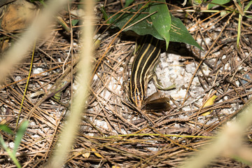 This is a photo of one kind of lizard, was taken in XiaMen botanical garden, China.