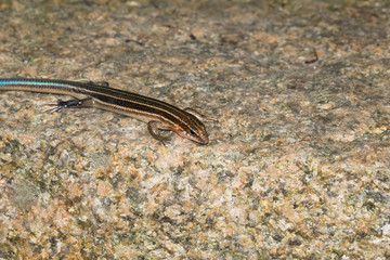 This is a photo of one kind of lizard, was taken in XiaMen botanical garden, China.