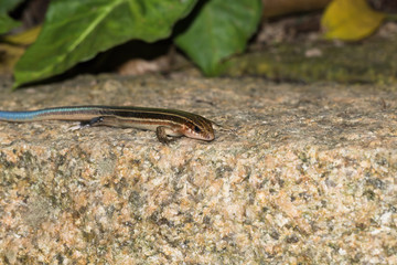 This is a photo of one kind of lizard, was taken in XiaMen botanical garden, China.