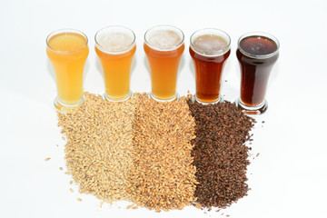 Home brew beer ingredients with various grains illustrating different color and the beers produced from different mixtures of grains